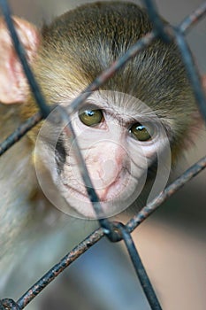 Monkey in jail
