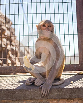 Monkey in Jaipur