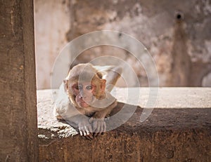 Monkey in Jaipur