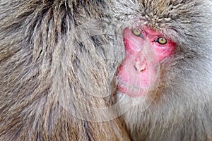 Monkey Japanese macaque, Macaca fuscata, detail red face portrait in the fur, Hokkaido, Japan photo