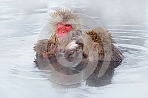 Monkey Japanese macaque, Macaca fuscata, family with baby in the water. Red face portrait in the cold water with fog. Two animal