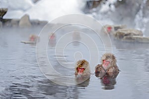 Monkey Japanese macaque, Macaca fuscata, family with baby in the water, red face portrait in the cold water with fog, two animal photo