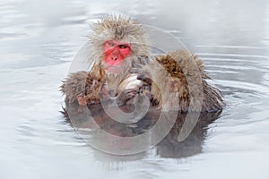 Monkey Japanese macaque, Macaca fuscata, family with baby in the water. Red face portrait in the cold water with fog. Two animal photo