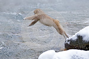 Monkey Japanese macaque, Macaca fuscata, jumping across the river, Hokkaido, Japan. Snowy winter in Asia. Funny nature scene with