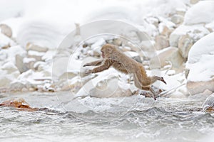 Monkey Japanese macaque, Macaca fuscata, jumping across the river, Japan. Snowy winter in Asia. Funny nature scene with monkey.