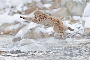 Monkey Japanese macaque, Macaca fuscata, jumping across the river, Japan. Snowy winter in Asia. Funny nature scene with monkey.