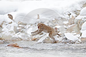 Monkey Japanese macaque, Macaca fuscata, jumping across the river, Japan. Snowy winter in Asia. Funny nature scene with monkey.