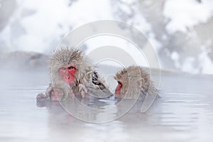 Monkey Japanese macaque, Macaca fuscata, jumping across the river, Japan. Snowy winter in Asia. Funny nature scene with monkey.