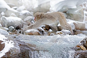 Monkey Japanese macaque, Macaca fuscata, jumping across winter river, snow stone in background, Hokkaido , Japan