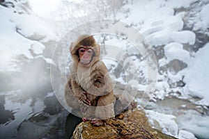 Monkey Japanese macaque, Macaca fuscata, red face portrait in the cold water with fog, animal in the nature habitat, Hokkaido,