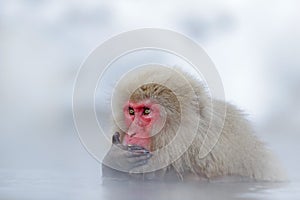 Monkey Japanese macaque, Macaca fuscata, red face portrait in the cold water with fog and snow, hand in front of muzzle, animal in