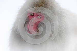 Monkey Japanese macaque, Macaca fuscata, red face portrait in the cold water with fog and snow, hand in front of muzzle, animal in