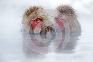Monkey Japanese macaque, Macaca fuscata, red face portrait in the cold water with fog, two animal in the nature habitat, Hokkaido, photo