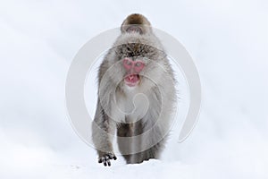 Monkey Japanese macaque, Macaca fuscata, sitting on the snow on Hokkaido, Japan