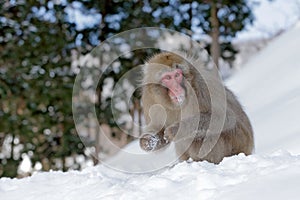 Monkey Japanese macaque, Macaca fuscata, sitting on the snow, Hokkaido, Japan photo