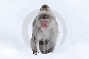 Monkey Japanese macaque, Macaca fuscata, sitting on the snow on Hokkaido, Japan photo