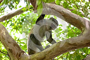 Monkey in Jozani forest, Zanzibar