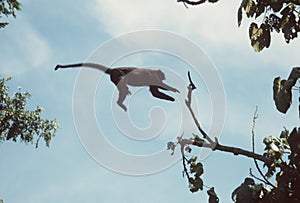 Monkey jumping