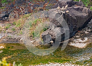 Monkey jumping over a river