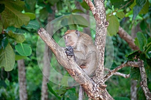 Monkey in the jungle. Macaque sitting on a tree, in it`s natural habitat in Thailand. Wildlife scene from Asia.