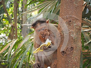 A monkey in the jungle is sitting on a tree and eating a banana