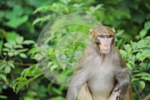 Monkey of Kanger Ghati Rastriya Udhan-Bastar