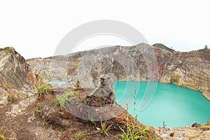 Monkey at Kelimutu Crater Lakes