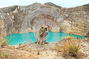 Monkey on Kelimutu with lake Tin photo