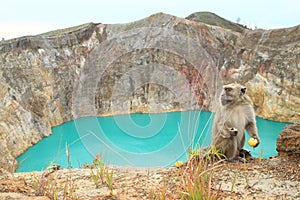 Monkey on Kelimutu by lake Tin photo