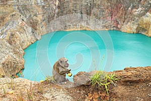 Monkey on Kelimutu by lake Tin photo