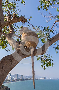 Monkey at Khao Takiab Temple in Hua Hin Thailand