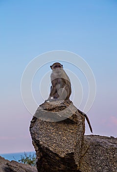 Monkey at Khao Takiab Temple in Hua Hin Thailand