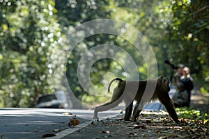 Monkey in khao yai national park thailand