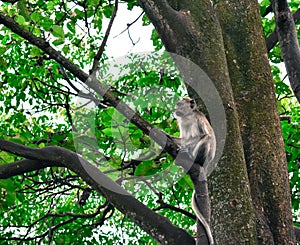 Monkey Kra long tailed macaque