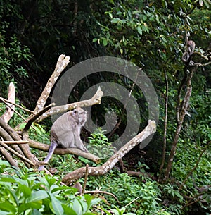 Monkey Kra long tailed macaque