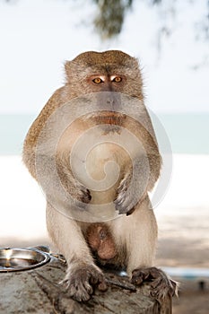 Monkey in Kuantan sand beach background. Monkey cute and fluffy sit in shadow. Monkeys harass residents in Kuantan photo