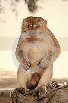 Monkey in Kuantan sand beach background. Monkey cute and fluffy sit in shadow. Monkeys harass residents in Kuantan photo