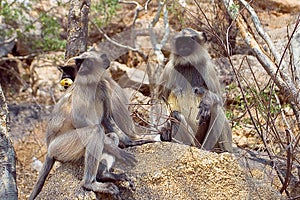 Monkey langur