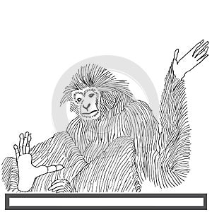 Monkey langur hand drawn on white background