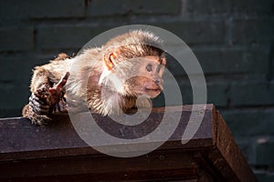 a monkey laying on the ledge of a building as the sun shines