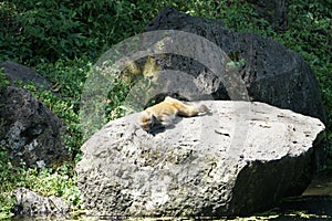 monkey is laying on the rock and lookingat the water. photo took in tengchong city, China. photo