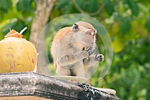 Monkey licks fingers while stealing food in Ao Nang. This is a crab-eating macaque Macaca fascicularis