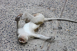 Monkey lie flat on the cement