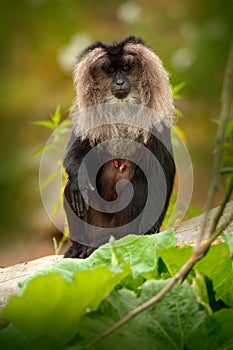 Monkey Lion-tailed Macaque, Macaca silenus, animal on green tropic forest habitat. Lion-tailed Macaque, endemic to the Western Gha