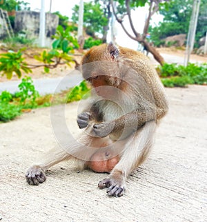 Monkey lives in the forest, Thailand cute animal