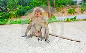 Monkey lives in the forest, Thailand cute animal