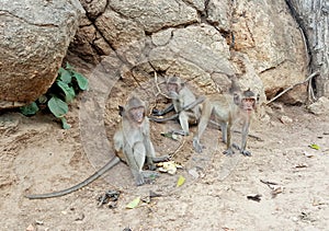 Monkey lives in the forest, Thailand cute animal