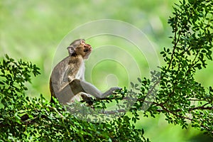 Monkey lonely sitting on a tree