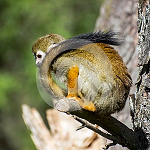 Monkey with a long tail