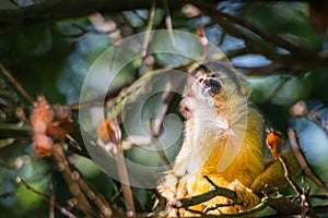 Monkey, long tail in tropic forest. Squirrel monkey, Saimiri oerstedii, sitting on the tree trunk